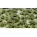Ciuffi altezza 5 mm e foglie